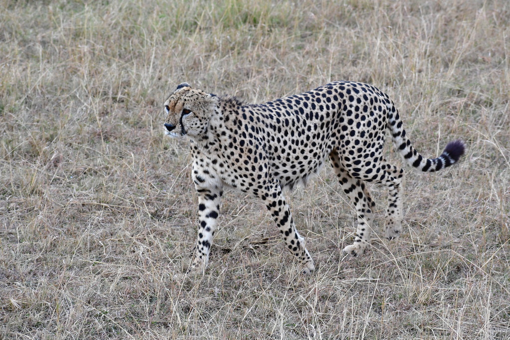 Masai Mara Nat. Reserve